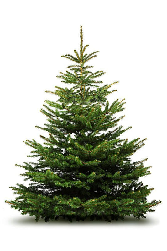 Large 6ft Christmas Tree - Nordmann Fir - Premium Grade Tree
